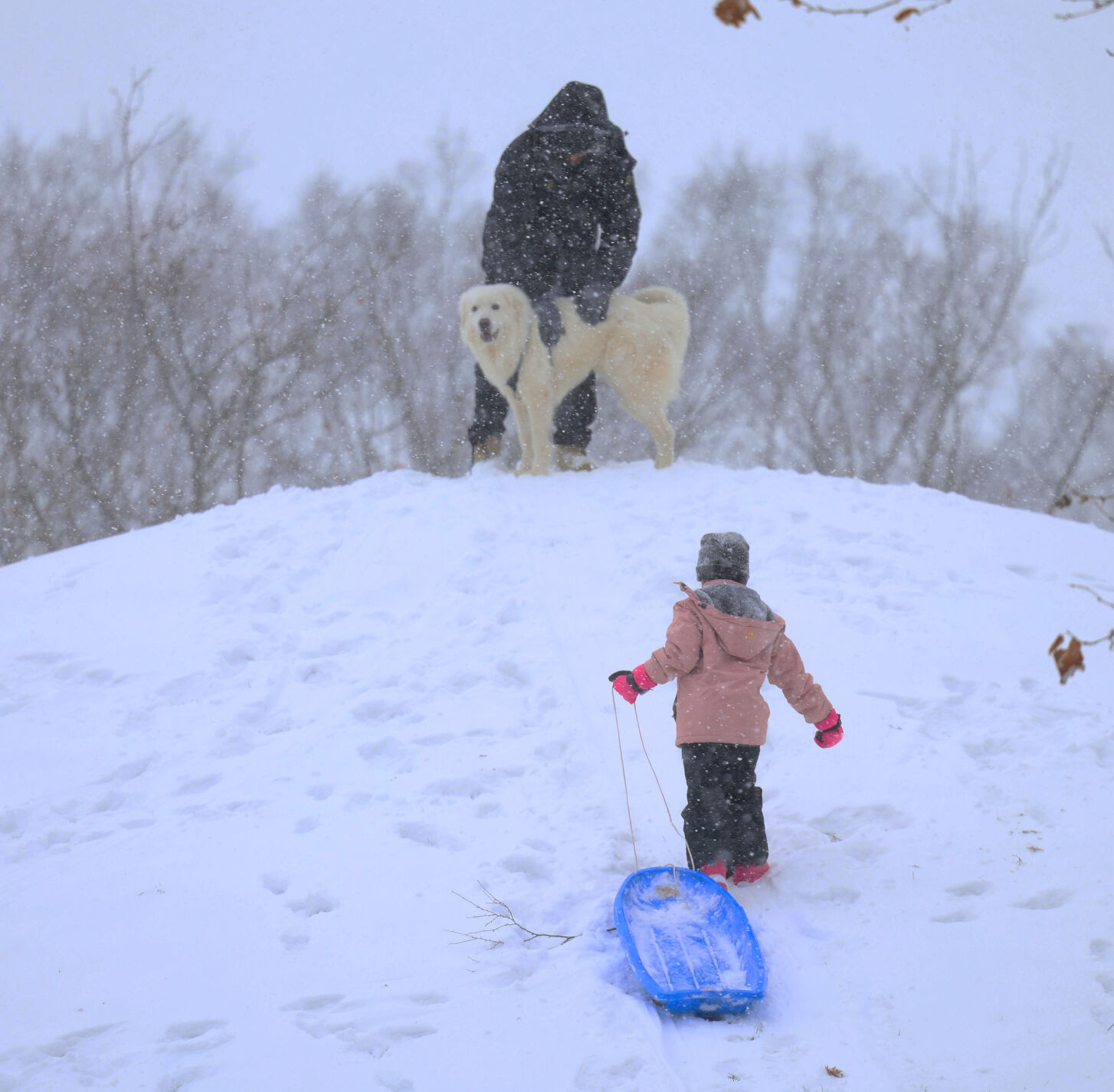 Child goes down hill in Louisville - Jan. 5, 2025.JPG